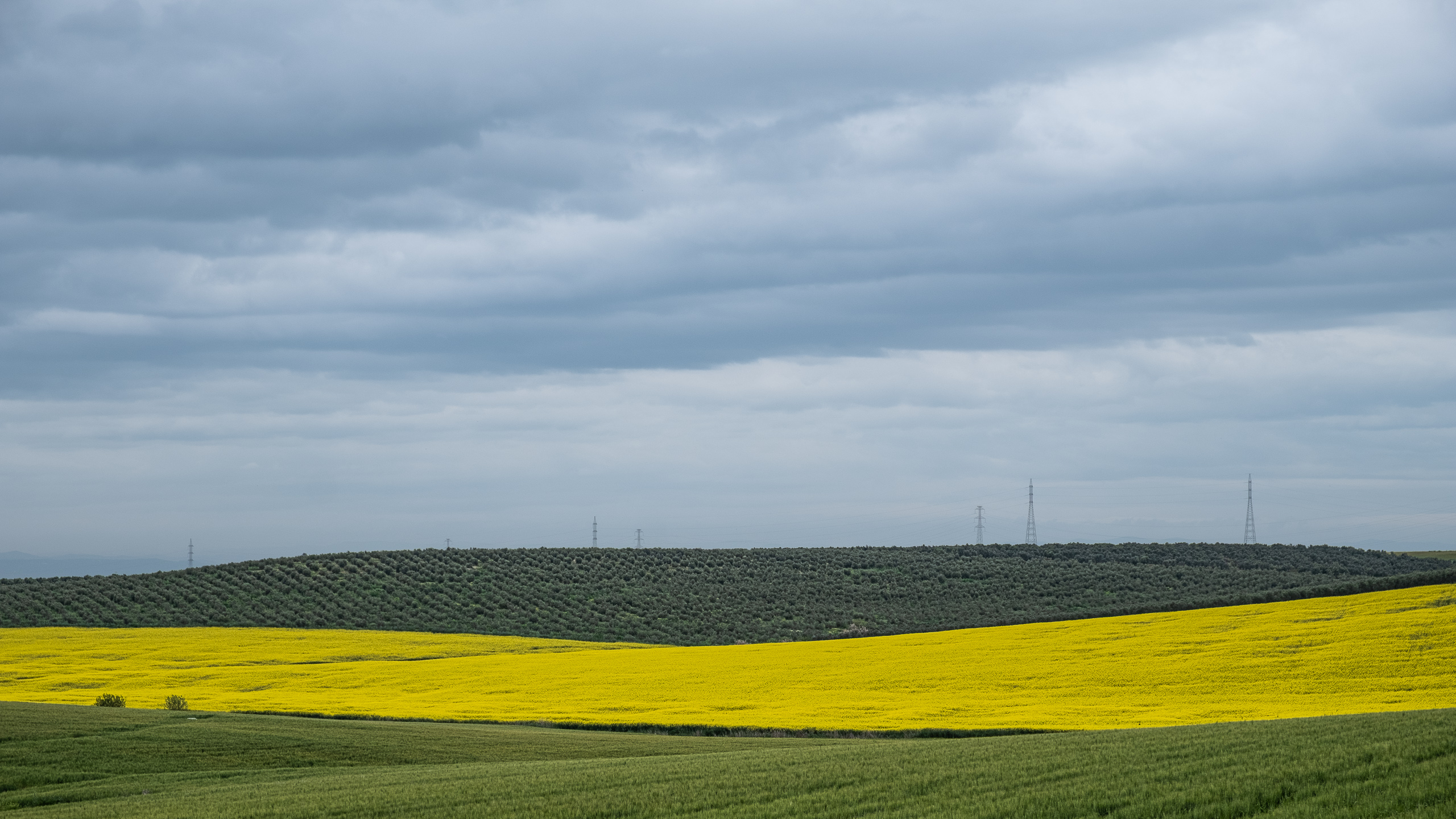 Leuchtend gelbe Rapsfelder vor einem Olivenhügel